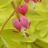 'Gold Heart'  Old-Fashioned Bleeding Heart