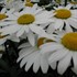 'Snowcap' Shasta Daisy's