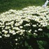 'Snowcap' Shasta Daisy's