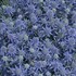 'Blue Glitter'  Sea Holly