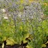 'Blue Glitter'  Sea Holly