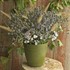 'Blue Glitter'  Sea Holly