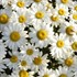 'Snowcap' Shasta Daisy's
