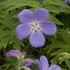 'Brookside'  Cranesbill