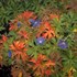 'Brookside'  Cranesbill