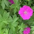 'New Hampshire Purple'  Hardy Geranium
