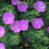 'New Hampshire Purple'  Hardy Geranium