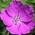 'New Hampshire Purple'  Hardy Geranium