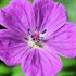 'New Hampshire Purple'  Hardy Geranium