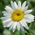 'Becky' Shasta Daisy
