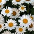'Becky' Shasta Daisy