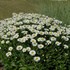 'Becky' Shasta Daisy