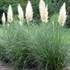 Pampas Grass 