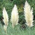 Pampas Grass 