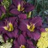 'Nosferatu' Daylily