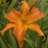 'Primal Scream'  Daylily