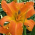 'Primal Scream'  Daylily