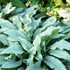 'Majeste'  Lungwort