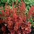 'Cherry Cola'  Coral Bells