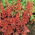'Cherry Cola'  Coral Bells