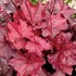 'Fire Chief' Coral Bells
