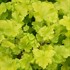'Lime Marmalade'  Coral Bells