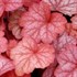 'Georgia Peach'  Coral Bells