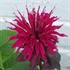 'Raspberry Wine' Bee Balm