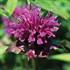 Blue Stocking Bee Balm
