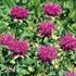 Blue Stocking Bee Balm