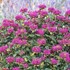 Blue Stocking Bee Balm