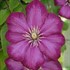 Clematis 'Ville de Lyon'