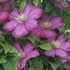 Clematis 'Ville de Lyon'
