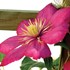 Clematis 'Ville de Lyon'