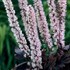 'Pink Spike'  Bugbane