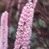 'Pink Spike'  Bugbane