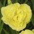 'Yellow Submarine'   Double Daylily