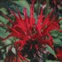 Jacob Cline Red Bee Balm