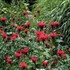 Jacob Cline Red Bee Balm