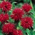 Jacob Cline Red Bee Balm
