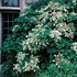 Hydrangea petiolaris