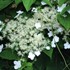 Hydrangea petiolaris