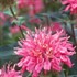 'Marshall's Delight' Bee Balm