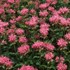 'Marshall's Delight' Bee Balm