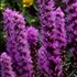 Liatris Floristan Violet