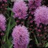 Liatris Floristan Violet