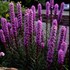 Liatris Floristan Violet