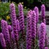 Liatris Floristan Violet