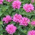 Petite Delight Dwarf Bee Balm