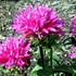 Petite Delight Dwarf Bee Balm